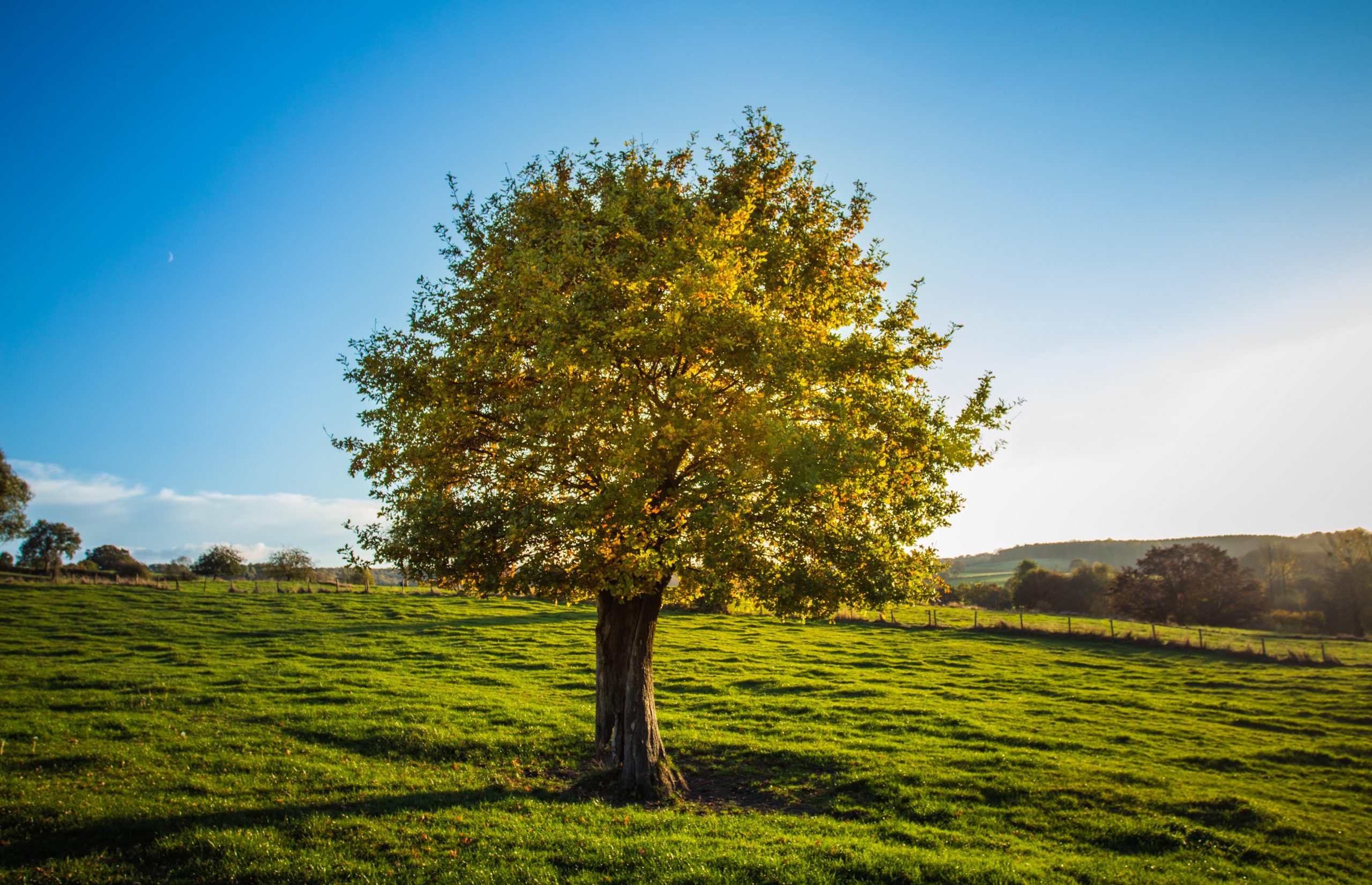 How to stop tree growing taller/keep tree small? Cut the top off?