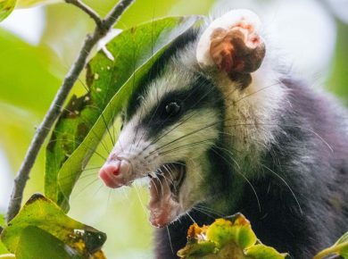 A selective of big-eared opossum (Didelphis aurita) from green leaves