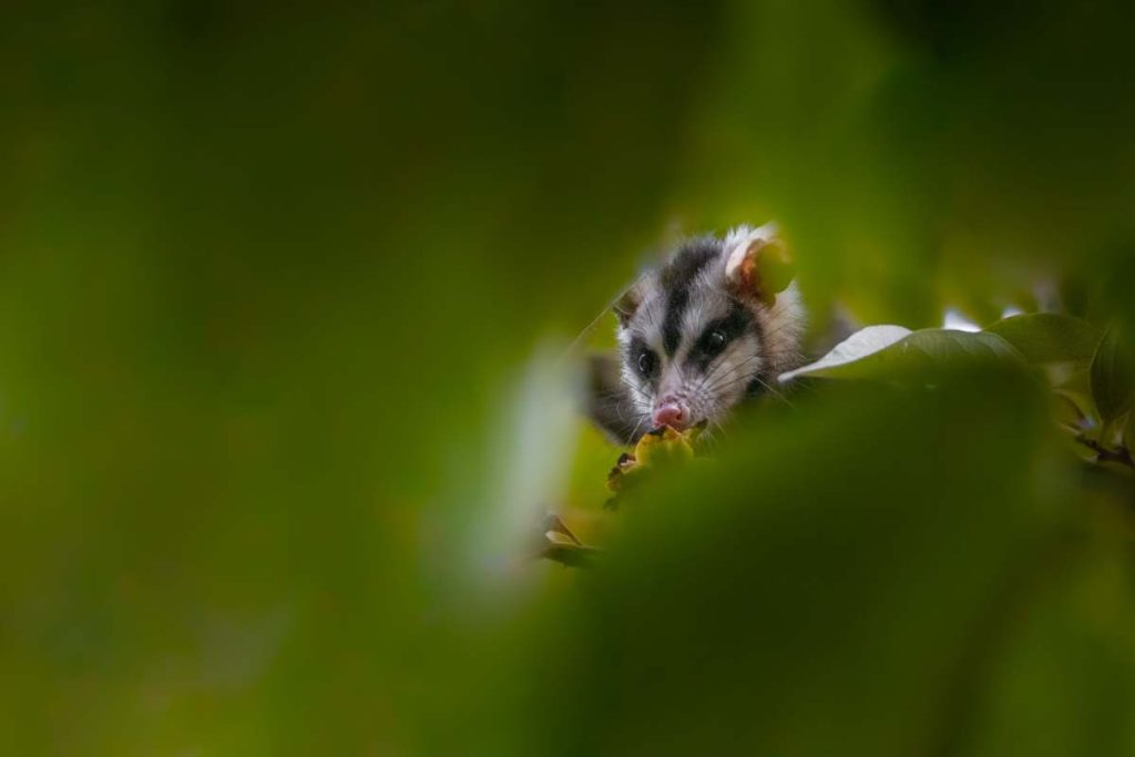 A selective of big-eared opossum (Didelphis aurita) from green leaves